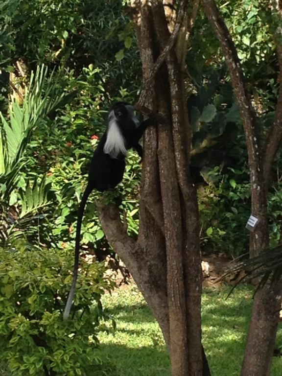 Vila Marula Park Diani Beach Pokoj fotografie